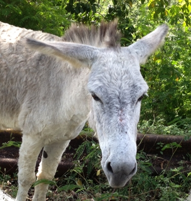 Gray-white Donkey
