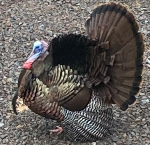 Mael turkey with feather fully fluffed out